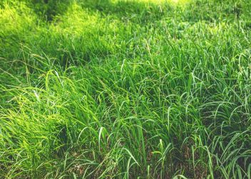 How to Aerate and Overseed Your Lawn