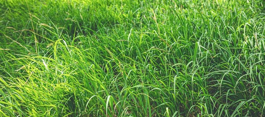 How to Aerate and Overseed Your Lawn