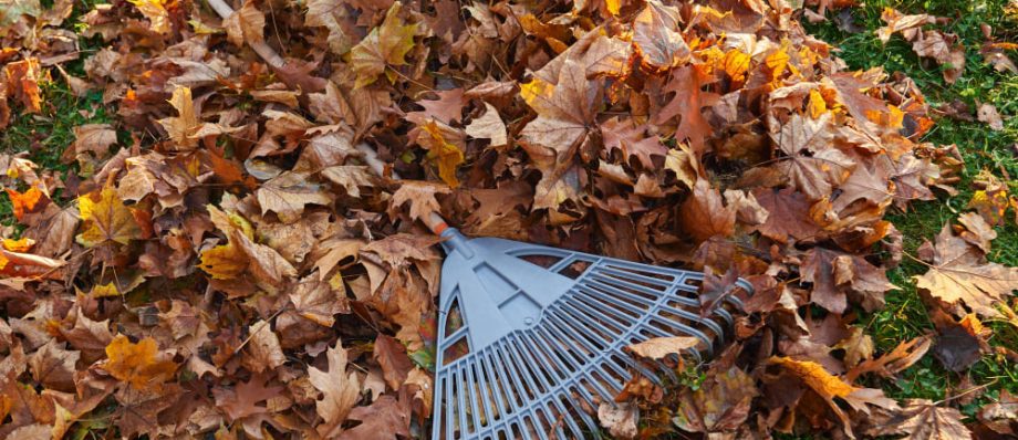 Why is Fall Clean Up Necessary?