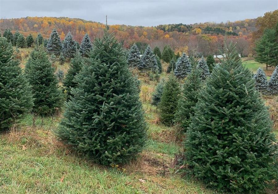 Where to Buy a Live Christmas Tree